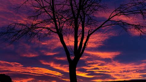 Wallpaper Id 4675 Sunset Tree Silhouette 4k Free Download