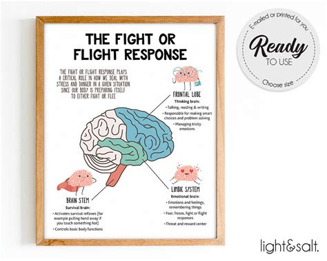 The Fight Or Flight Response To The Brain Brain Anatomy Psychology