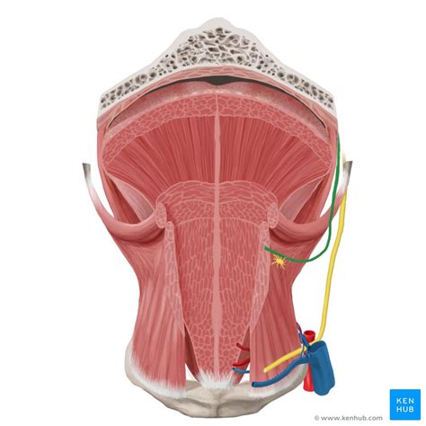 Tongue: Anatomy, muscles, neurovasculature and histology | Kenhub