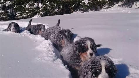 Time For Fun In The Snow 😀 Puppies Bernese Mountain Dog 12 Weeks