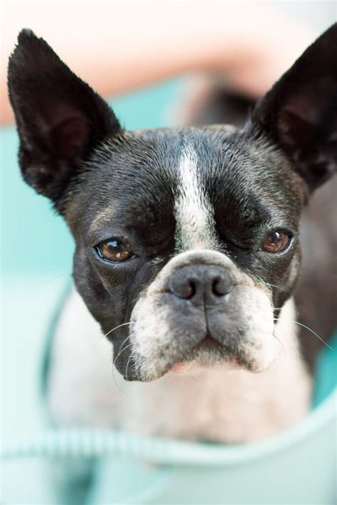 Boston Terrier Puppies 24 Of The Cutest Pups Talk To Dogs