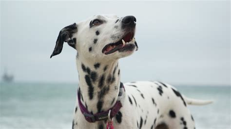 Interesting Fact Do Dalmatians Have Spots In Their Mouth
