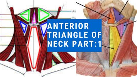 Anterior Triangle Of Neck Submental Triangle Digastric Triangle