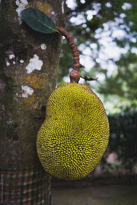 Jackfruit Growing On A Tree By Stocksy Contributor David Sciora