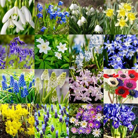 Best flowering occurs in full sun, but can tolerate. SPRING FLOWERING BULBS | Snowdrops | Bluebells | Wild ...