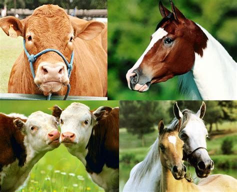 exame clínico equinos e ruminantes ~ veterinando