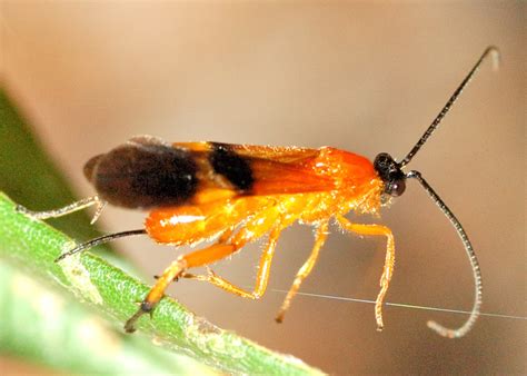 Band Winged Orange Braconid Wasp Disophrys Sp