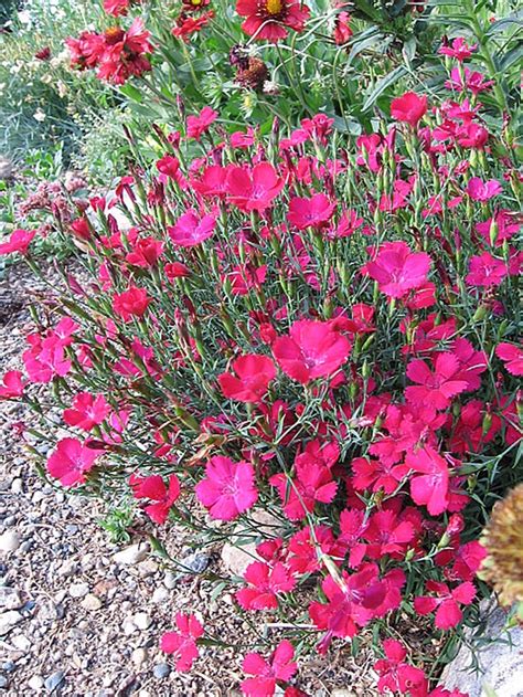 Dianthus Maiden Pinks Zing Rose Bloomfield Garden Center