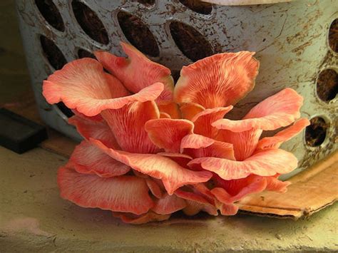 Unfortunately, this is one of those questions that have both a yes and no answer. Oyster Mushrooms in a Laundry Basket: 9 Steps (with Pictures)