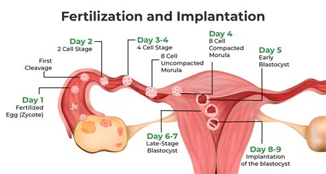 Fertilizations And Implantation Overview And Faqs