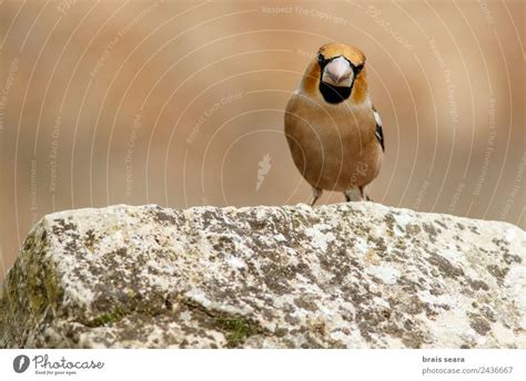 Bluethroat Ornithology A Royalty Free Stock Photo From Photocase