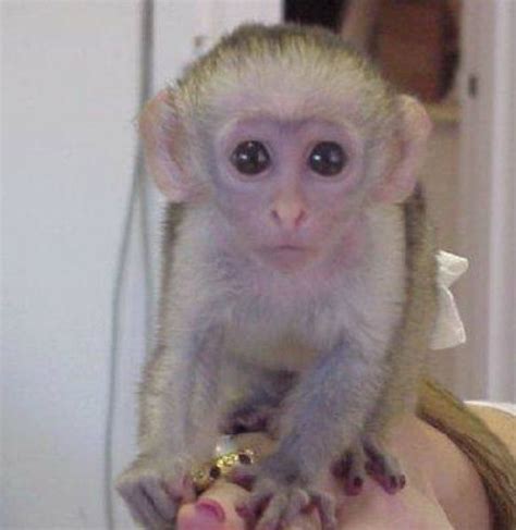 Monkey For Sale Lima Exotic Pets Exotic