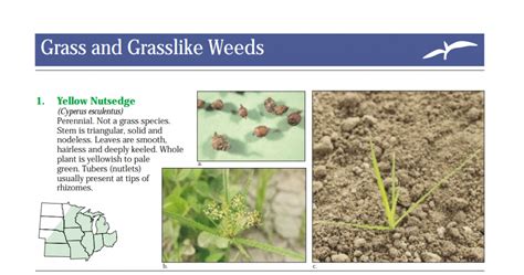 Weeds Wisconsin Horticulture