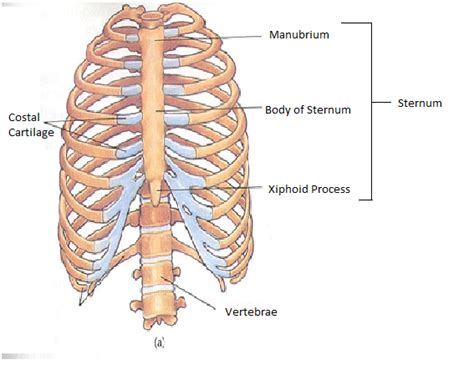 We examined the thoracic vertebrae last lab, so here we will only examine the ribs and sternum. Ribs and Sternum - Ben's Anatomy Website