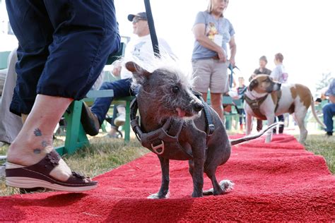 Worlds Ugliest Dog Winner Is Crowned The New York Times