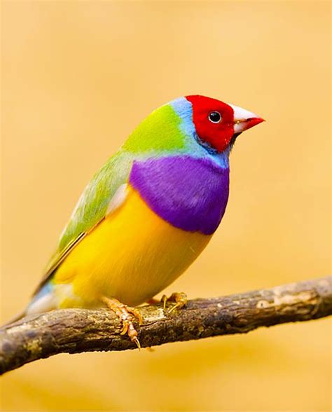 Probably The Coolest Bird Ive Ever Seen Rpics