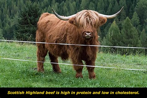Get To Know The Scottish Highland