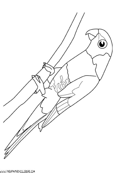 Cotorra Puertorriquena Para Colorear Sketch Coloring Page