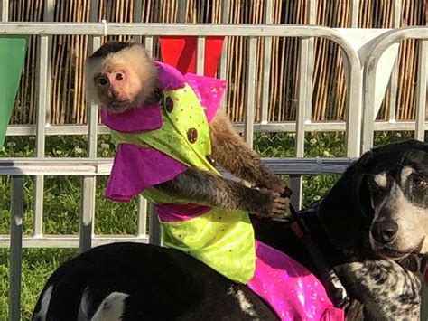 Monkey Jockeys Ride Dogs In Banana Derby At Galveston County Fair And