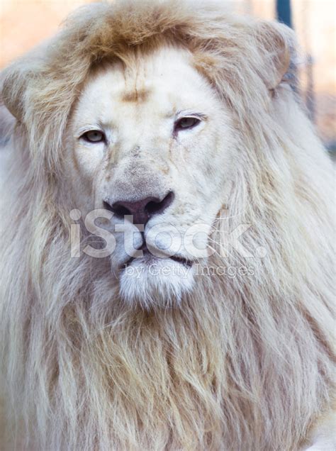 Imagem Retrato De Um Leão Branco Royalty Free Freeimages