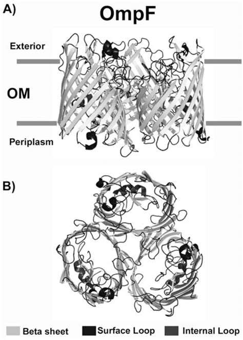 The porins act as molecular filters for hydrophilic compounds. Three-dimensional structure of the porin OmpF from ...