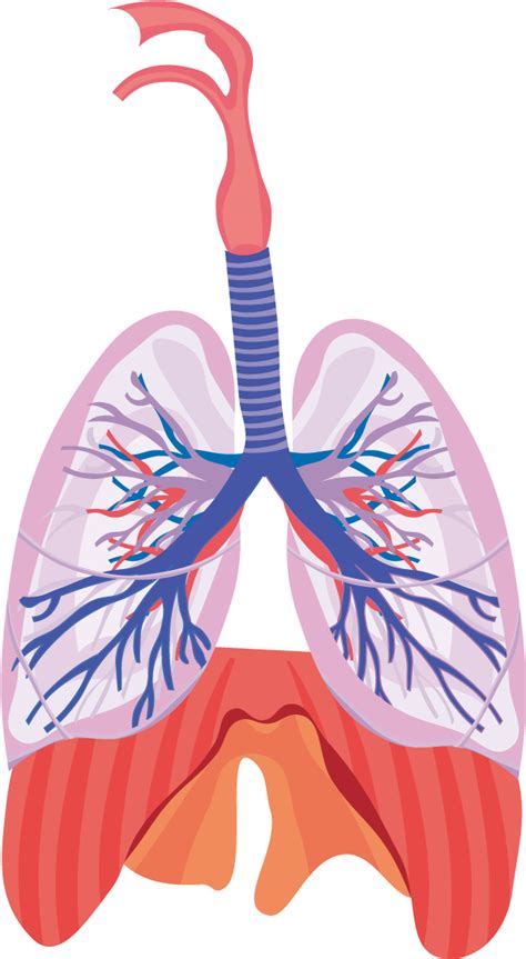 Svg Black And White Library Respiratory System Respiration
