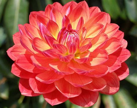 Dahlia Top Luxurious List Beautiful Flower Names Beautiful Flowers