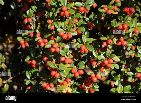 Bearberry Cotoneaster Stock Photo Alamy