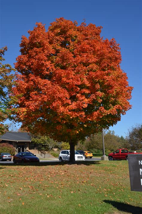 Sugar Maple Is A Four Star Autumn Attraction What Grows There Hugh