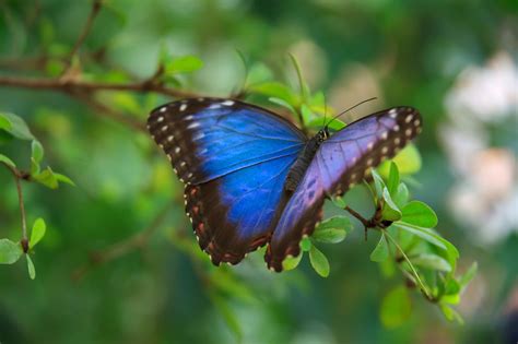The Blue Morpho Butterfly In Costa Rica