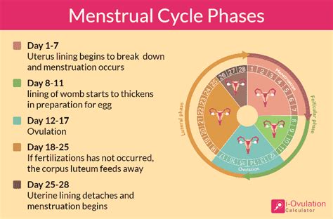Ovulation Calculator Track Ovulation And Most Fertile Days