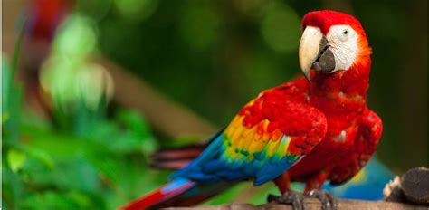25 Beautiful Birds In The Amazon Rainforest Green Global Travel