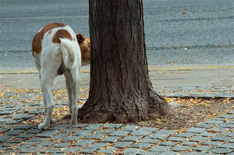 Why Do Male Dogs Lick Female Dogs Pee The Explanation