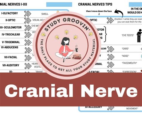 Cranial Nerves Cheat Sheet Nursing Study Sheets Med School Etsy
