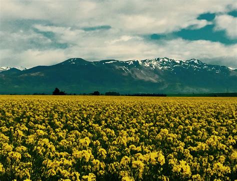 Canterbury Plains In New Zealand A Gorgeously Endless Field Of Canola