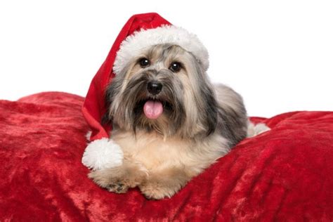 Cute Reddish Sitting Christmas Havanese Puppy Dog With A Santa Hat
