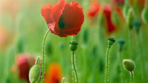 Wallpaper 1920x1080 Px Poppies Red Flowers 1920x1080 1047420