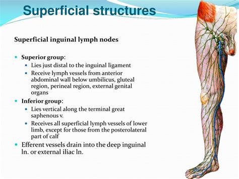 Inguinal Lymph Nodes Anatomy