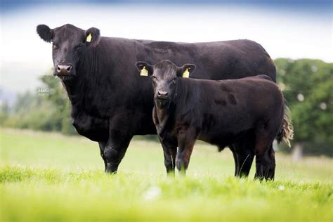 Moncur Aberdeen Angus Herd Set For Dispersal Free