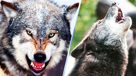 20 Amazing Facts About Gray Wolves Youtube