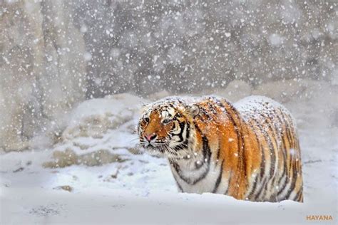26 Spectacular Pictures Of Siberian Tigers In Their Natural Habitat