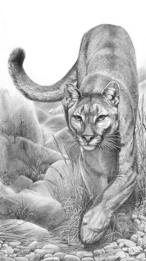 Mountain Lion Drawings Rosemzaer