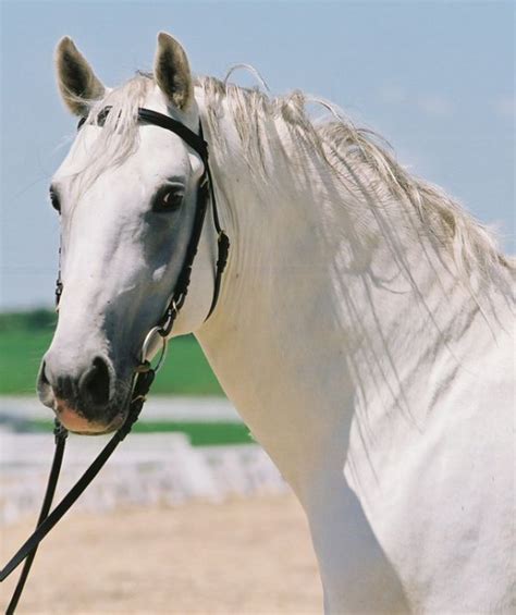 Gorgeous White Lipizzaner Horse Horses White Horses Horse Love