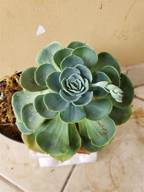 A great option for identification is an app put together by my friend jacki at drought smart plants called succulent id. My succulent is growing an arm... What should I do? Can I ...