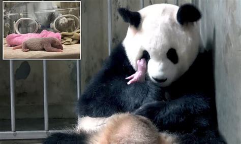 Chinese Panda Breeding Base Welcomes Its Heaviest Cub