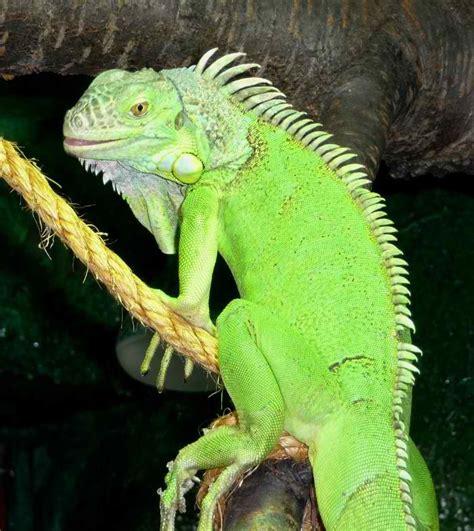 Green Iguana Climbing Animal Photography Cute Reptiles Green Iguana