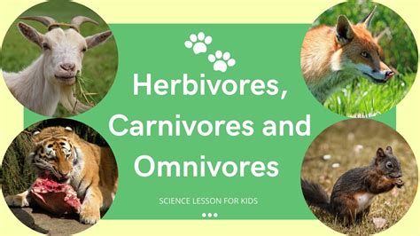 Herbivores Carnivores And Omnivores What Animals Eat Types Of