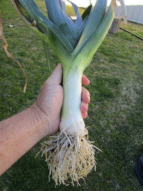 How To Grow Leeks In Containers