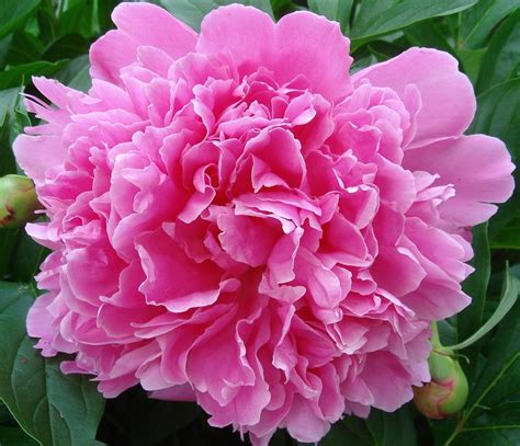 (news and tribune photo via ap/brooke. Peony - Indiana state flower | State Flowers | Pinterest ...