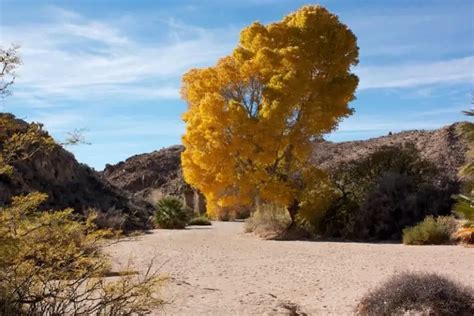 10 Native California Trees To Grow In Southern And Northern Ca